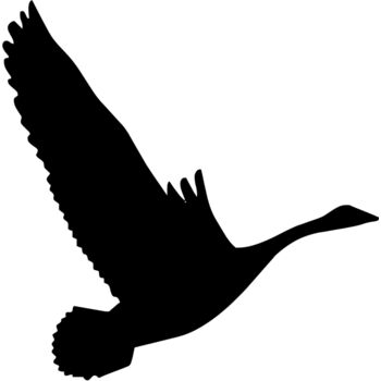 Bird silhouettes1 16 Thumbnail